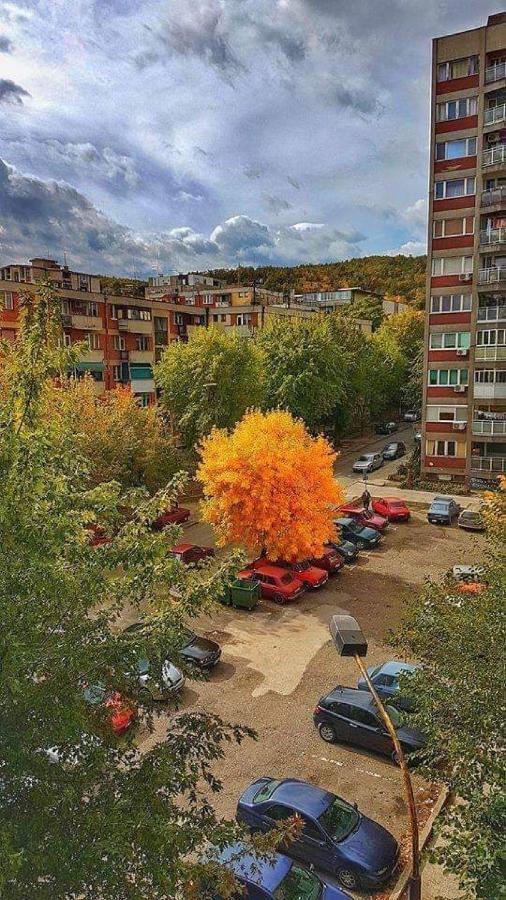 Apartman Nikolic Бор Экстерьер фото